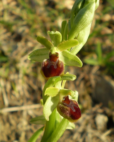 Tutte Ophrys sphegodes?